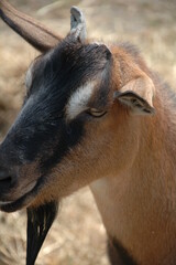 Brown Goat on Farm