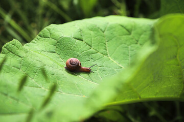 The cute little snail crawling along the big green leaf. Photo with selective focus
