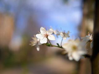 blossom in spring