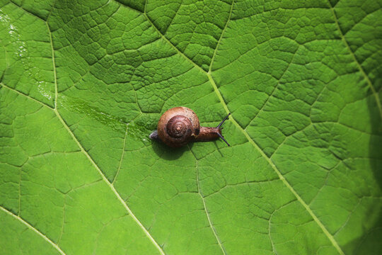 The cute little snail crawling along the big green leaf. Photo from above