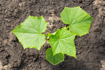 Small cucumber (Cucumis sativus) sapling in a garden in summer