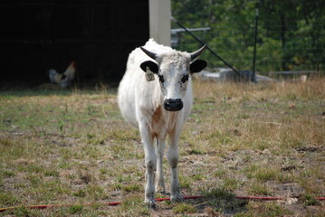White Cow on Farm