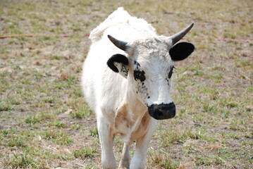 Naklejka na ściany i meble White Cow on Farm