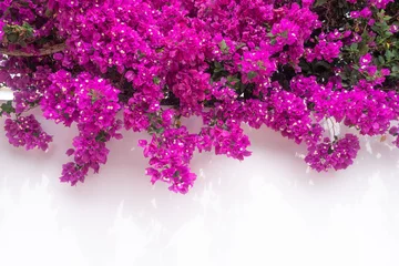 Fototapeten Bougainvillea-Blumen auf weißem Hintergrund. Reichlich rosa Blumen an einer Wand © amovitania