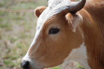 Brown Cow in Field