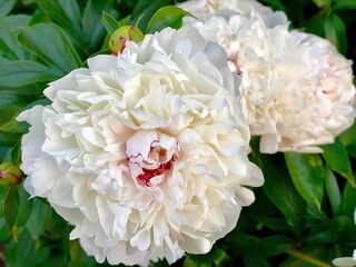 bouquet of white roses