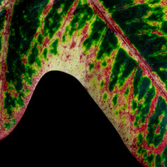 Leaf od croton on black background