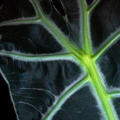 Leaf of alocasia on black background