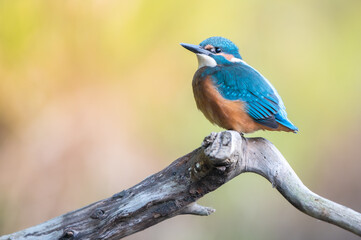 Young kingfisher on the branch 
