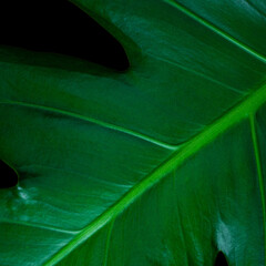 Leaf of plant monstera on the black background