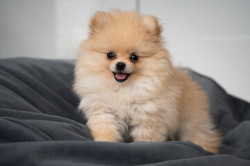 Happy little pomeranian on the bed