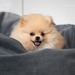 Little pomeranian in the bed
