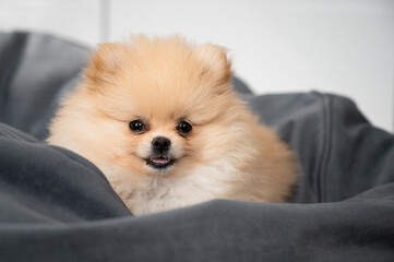 young pomeranian on the bed