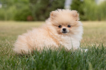 Little dog pomeranian on the grass