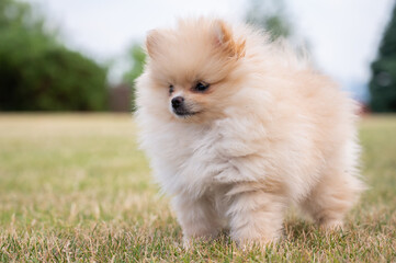 Little puppy pomeranian on the grass