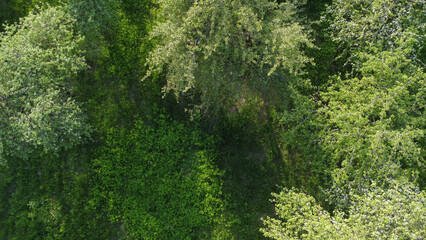 Aerial top view forest tree, Rainforest ecosystem and healthy environment concept and background, Texture of green tree forest view from above.