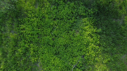 Aerial top view forest tree, Rainforest ecosystem and healthy environment concept and background, Texture of green tree forest view from above.