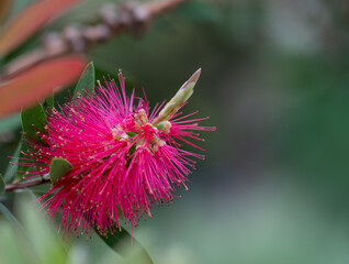 detailed close up of a Callistemon citrinus 'Splendens'