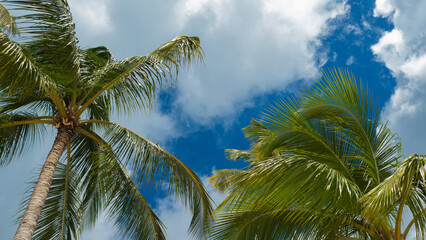 Palm branches against a blue sky with fluffy white clouds, nature of a tropical island, bright sun...