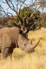 Obraz premium White rhinoceros on a game farm in South Africa