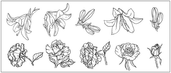 Collection of line sketches of flowers, buttons, lilies and roses. Vector graphics.