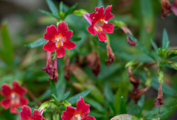detailed close up of an Aquilegia formosa 'Western columbine'