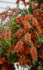 detailed close up of a Callistemon viminalis 'Captain Cook'