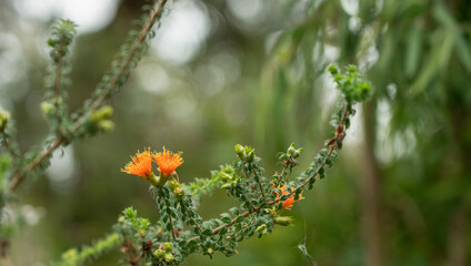 detailed close up of an Eremaea beaufortioides