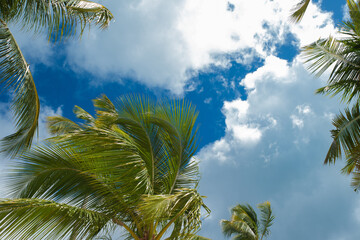 Palm branches against a blue sky with fluffy white clouds, nature of a tropical island, bright sun...