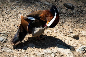 Mandarin Duck cleans its feathers after bathing in a pond on a sunny and warm day