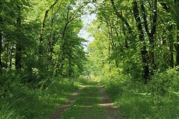 path in the forest