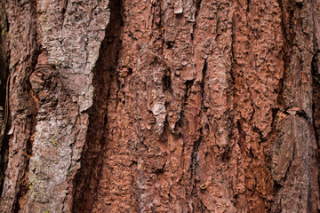 Close up of tree trunk texture as background 