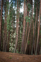 Fototapeta premium Sunlight crossing many green pine trees forest landscape as background