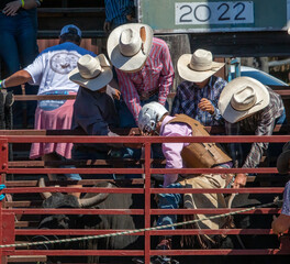 A rodeo cowboy is sitting on a bull getting ready to ride. 3 cowboys are helping prepare the bull...
