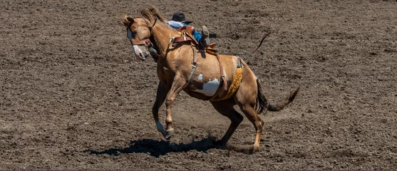 Gordijnen A rodeo cowboy is try to ride a brown bucking bronco but is falling off the right side of the horse. The arena is dirt. © Timothy