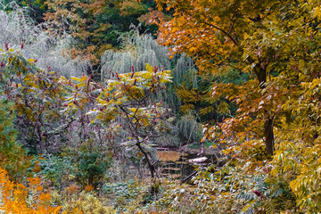 Early Autumn Colours Near Belfountain in Caledon, Ontario