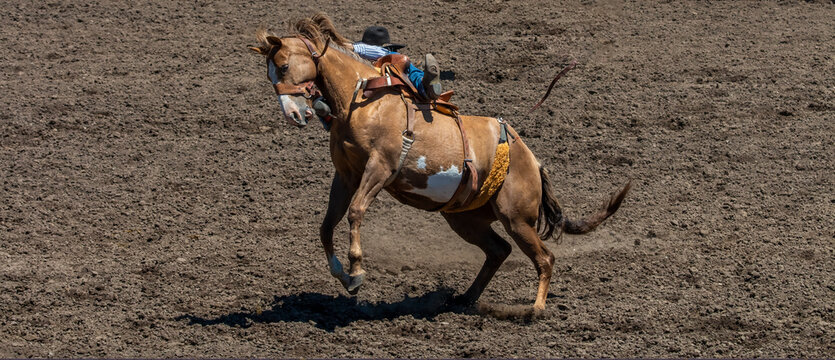 A rodeo cowboy is try to ride a brown bucking bronco but is falling off the right side of the horse. The arena is dirt.