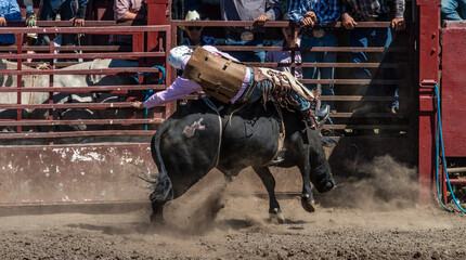 A cowboy is riding a bull at the rodeo. He is lying on his side across the bull. They have just...