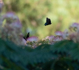 butterflies on a flower