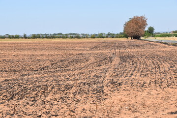 Grano bruciato