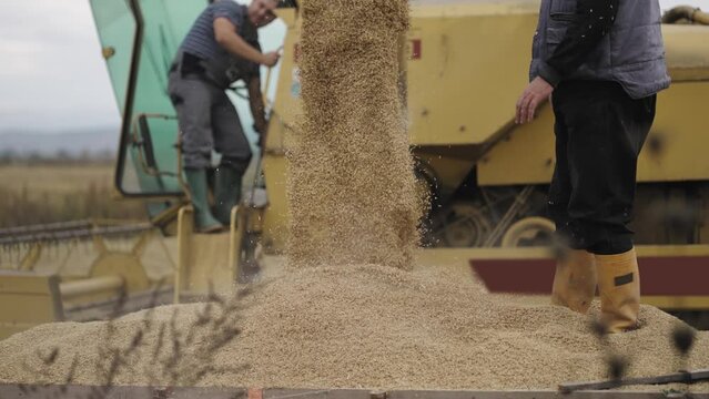 Combine harvester pour harvested crops on rice field, slow motion