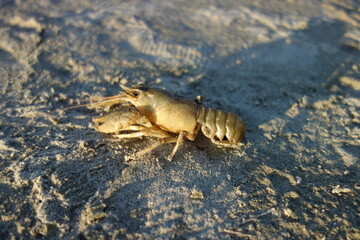 crab in sand water mud crawl to the water
