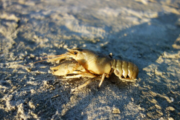 crab in sand water mud crawl to the water