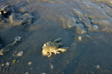 crab in sand water mud crawl to the water