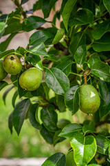 Horses and Slovakia nature.