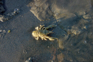 crab in sand water mud crawl to the water
