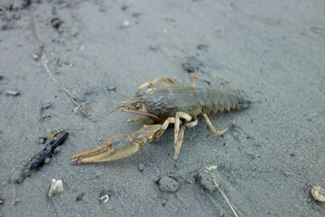 crab in sand water mud crawl to the water