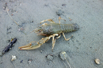 crab in sand water mud crawl to the water