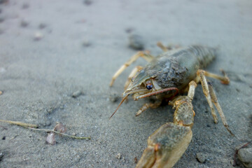 crab in sand water mud crawl to the water