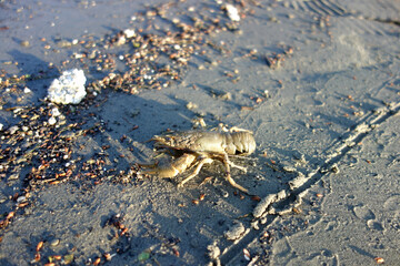 crab in sand water mud crawl to the water